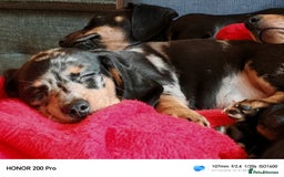 Miniature Dachshund dogs for sale: Family raised Miniature Dachshund puppies  - Image 1