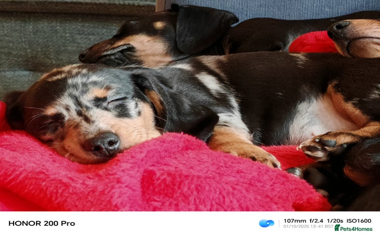 Miniature Dachshund dogs - Advert 2