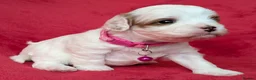 Cavapoo dogs for sale: Adorable Cavapoo Puppies From Licensed Breeder - Advert 31