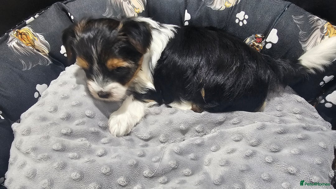 Yorkshire Terrier dogs for sale: 2 boys and 2 girls yorkshire terrier  - Advert 5