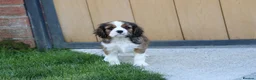 Mixed Breed dogs for sale: Playful Pugalier puppies for sale!  - Advert 7