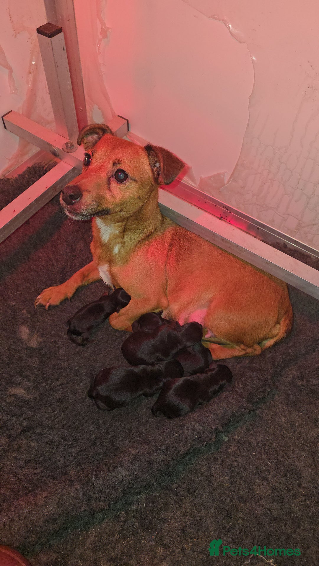 Jackapoo dogs for sale: 4 miniature jackapoo - Advert 1