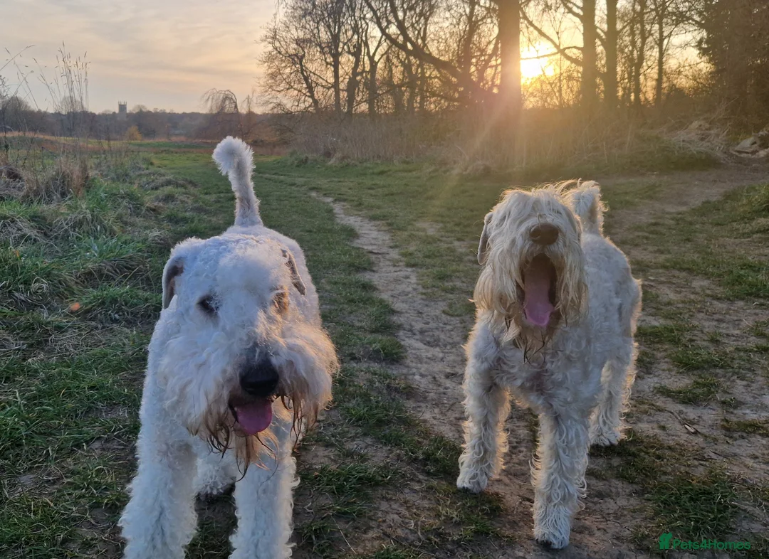 Soft Coated Wheaten Terrier dogs for sale: Wheaten Terrier - 5 years old - Advert 4
