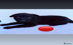 German Shepherd dogs for sale: Black Working Line German Shepherd Puppies - Image 6