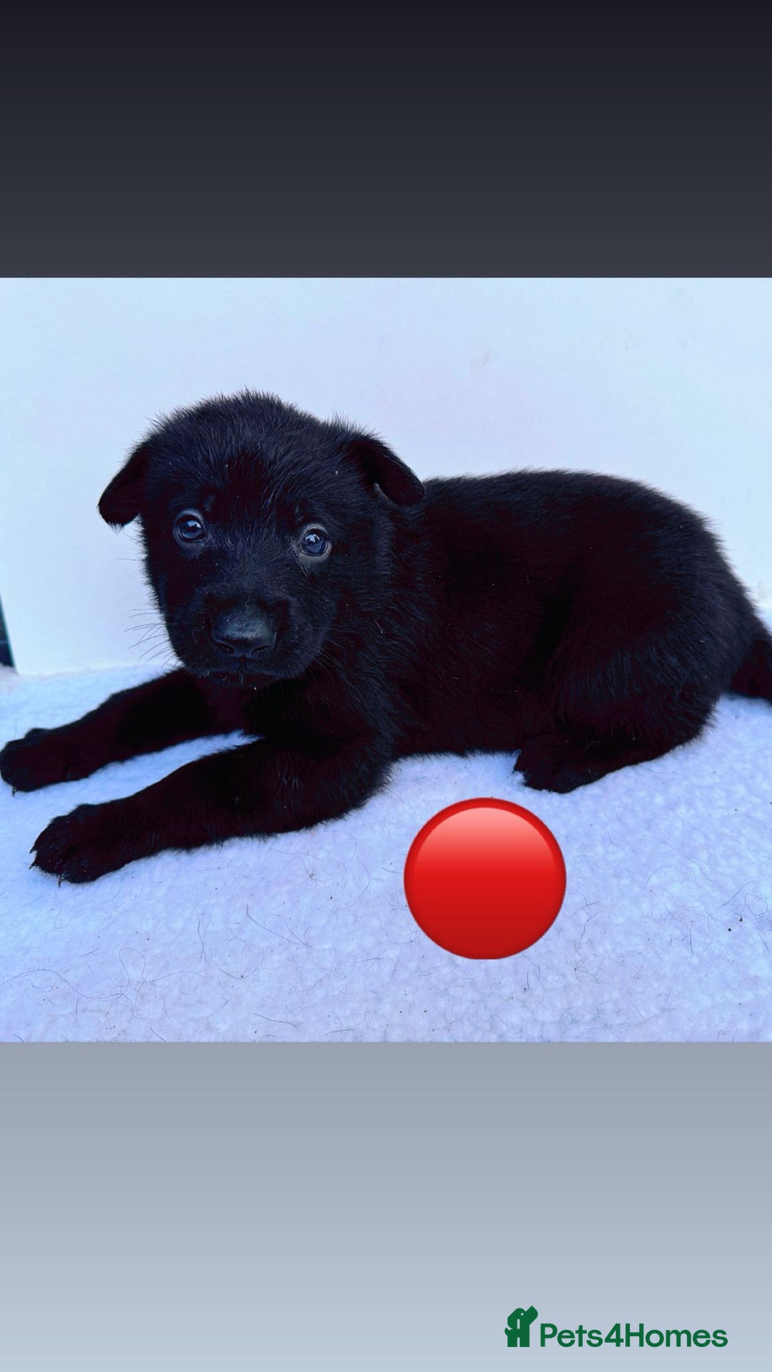 German Shepherd dogs for sale: Black Working Line German Shepherd Puppies - Image 6