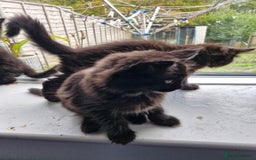 Maine Coon cats for sale: Maincoon x ragdoll  - Image 9