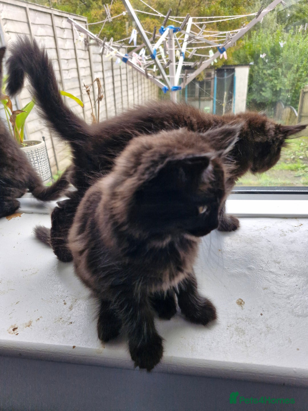 Maine Coon cats for sale: Maincoon x ragdoll  - Image 9