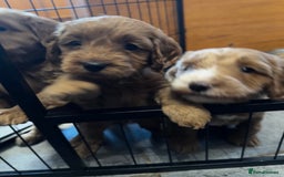 Cockapoo dogs for sale: F1 Red Cockapoo puppies ~ ⭐️ready Now ⭐️  - Image 27