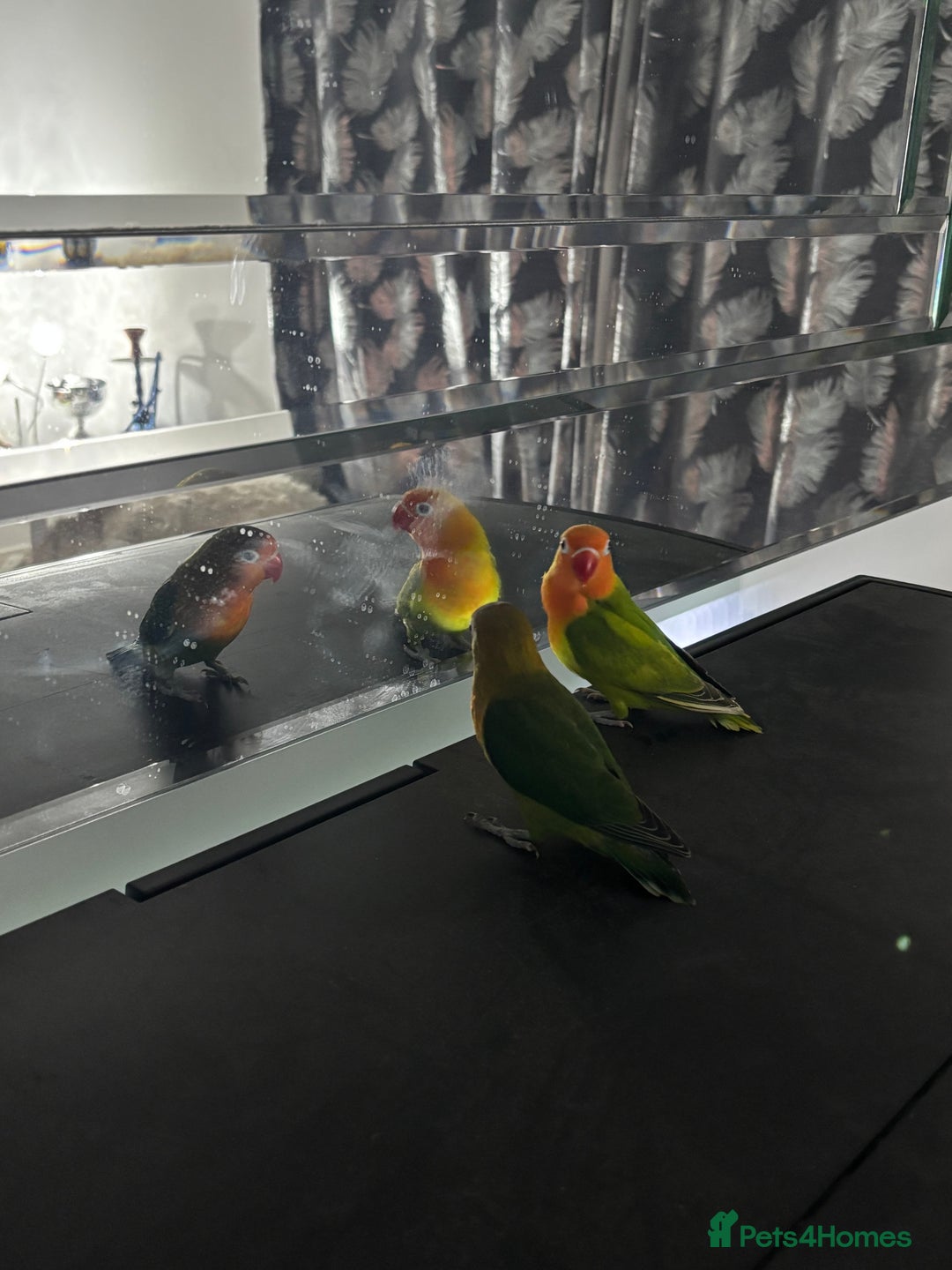 Lovebirds birds for sale: Lovebirds Young Bonded Pair 🦜  - Advert 6