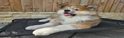 Akita dogs for sale: RKC Long-coat female - Advert 10