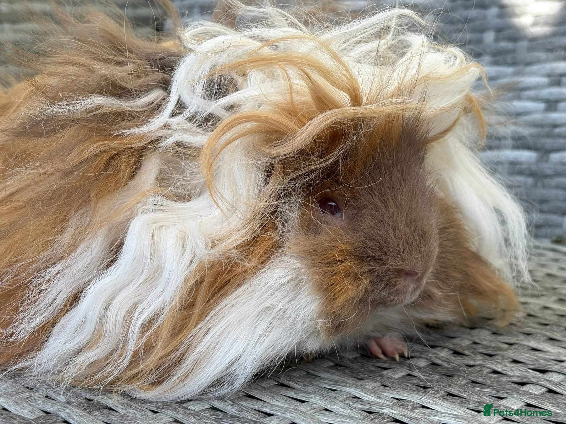 Guinea Pig rodents Lunkarya boars - Advert 5