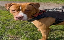 Staffordshire Bull Terrier dogs for adoption: Noel  - Image 4