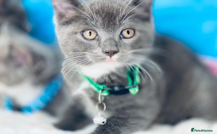 British Shorthair cats - Advert 1