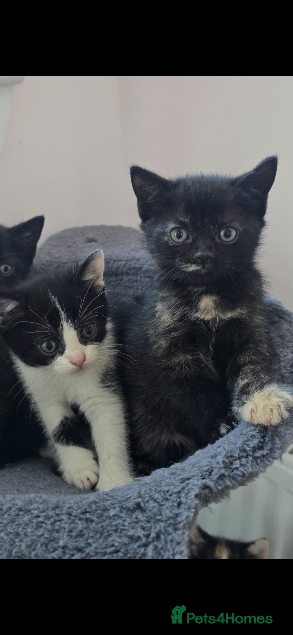Mixed Breed cats Lovely 2 girl kittens 😸 😍 9 weeks old - Advert 2