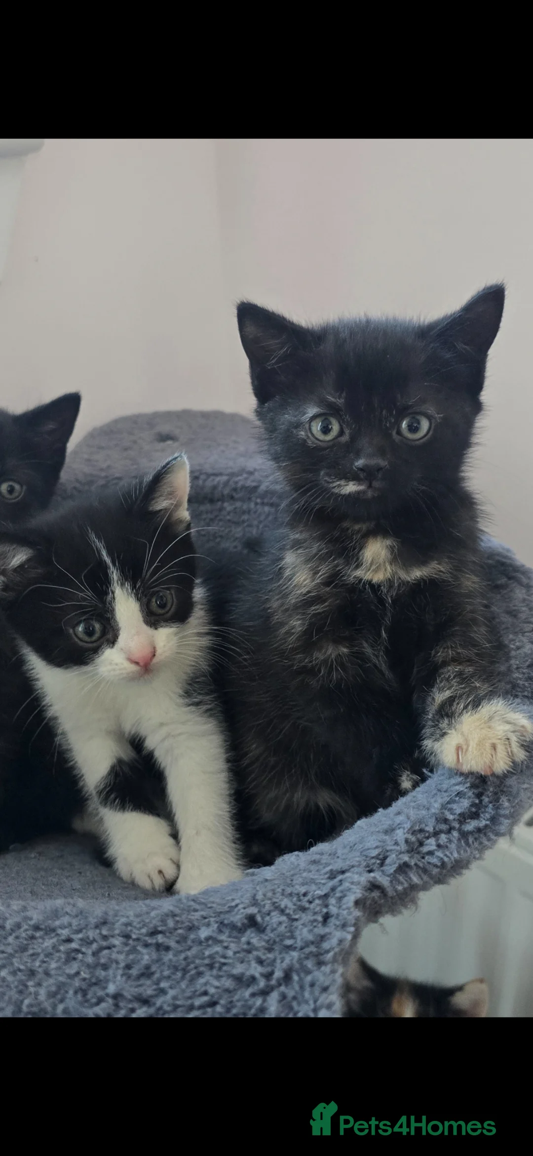 Mixed Breed cats for sale: Lovely 2 girl kittens 😸 😍 9 weeks old - Advert 1