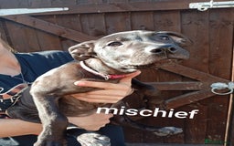 Mixed Breed dogs for sale: Mixed breed pups available  - Image 3