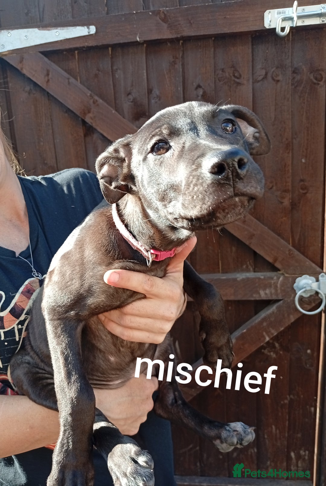 Mixed Breed dogs for sale: Mixed breed pups available  - Image 3
