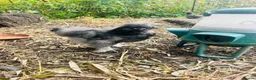 Chickens poultry for sale: Blue/grey/cuckoo silkies  in Skelmersdale - Advert 6