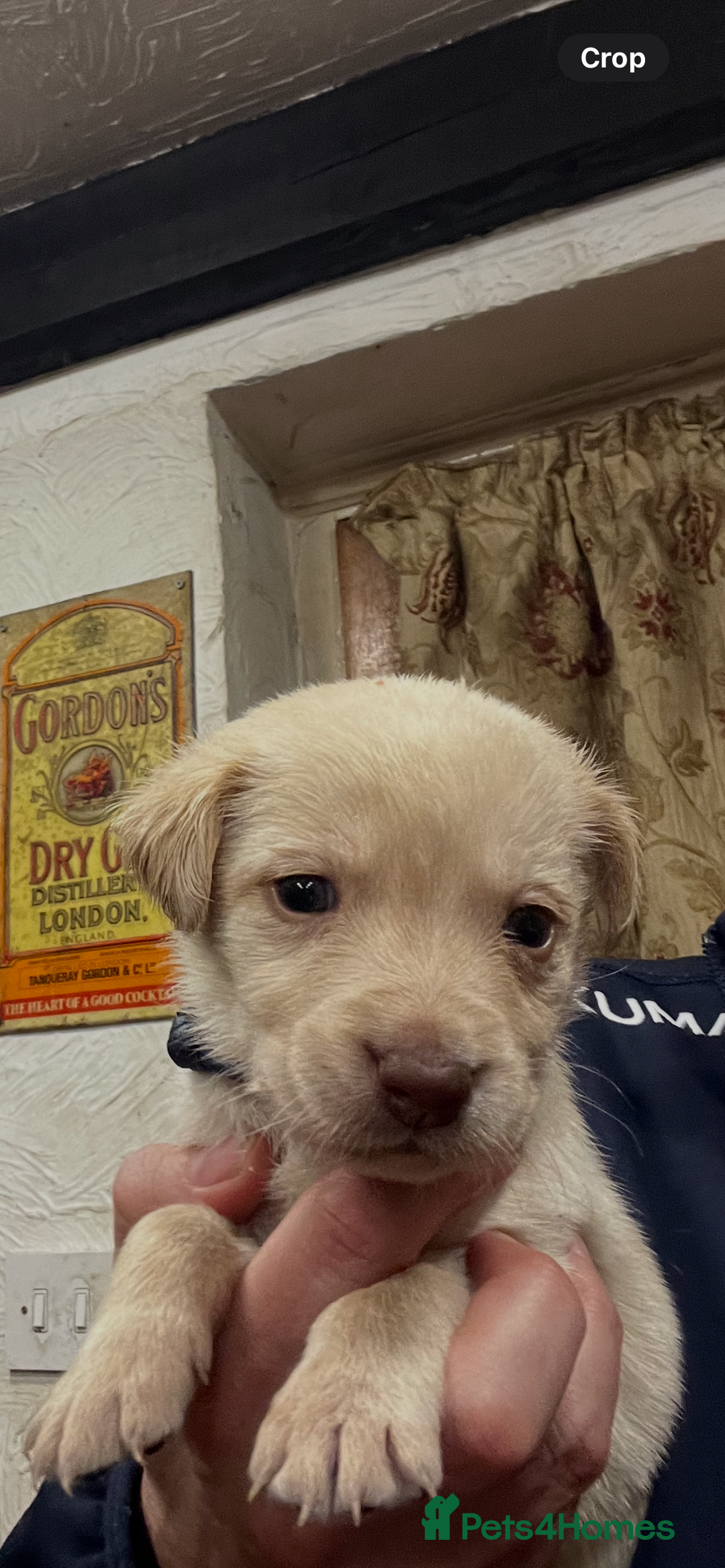 Labrador Retriever dogs for sale: Adorable Labrador puppies  - Advert 11