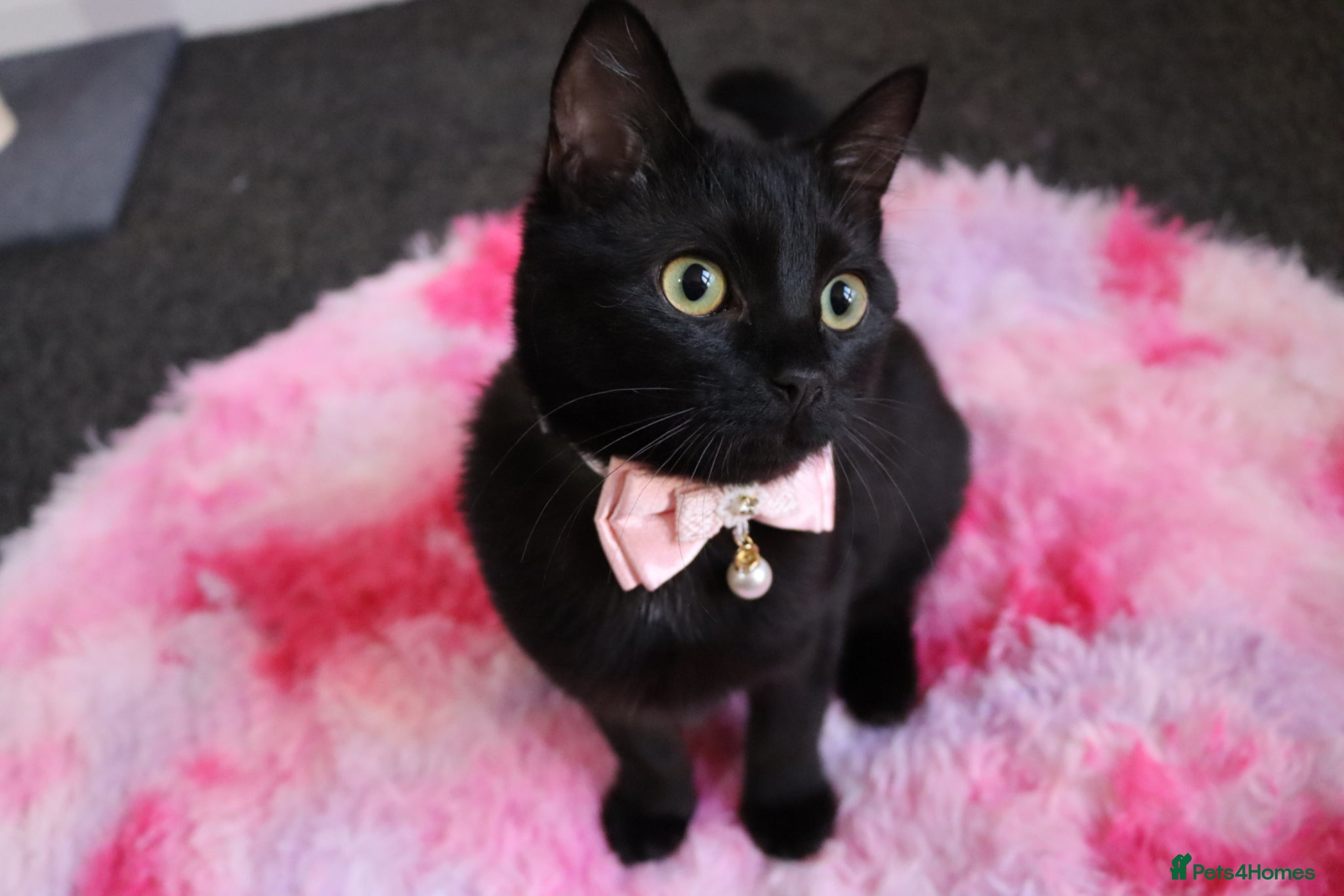Mixed Breed cats Rehoming Gemi - Advert 1