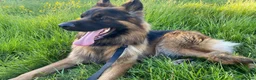 German Shepherd dogs for sale: This is boss looking for his forever home  - Advert 7