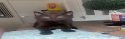 Mixed Breed cats for sale: Russian grey/black mix breed  - Advert 3