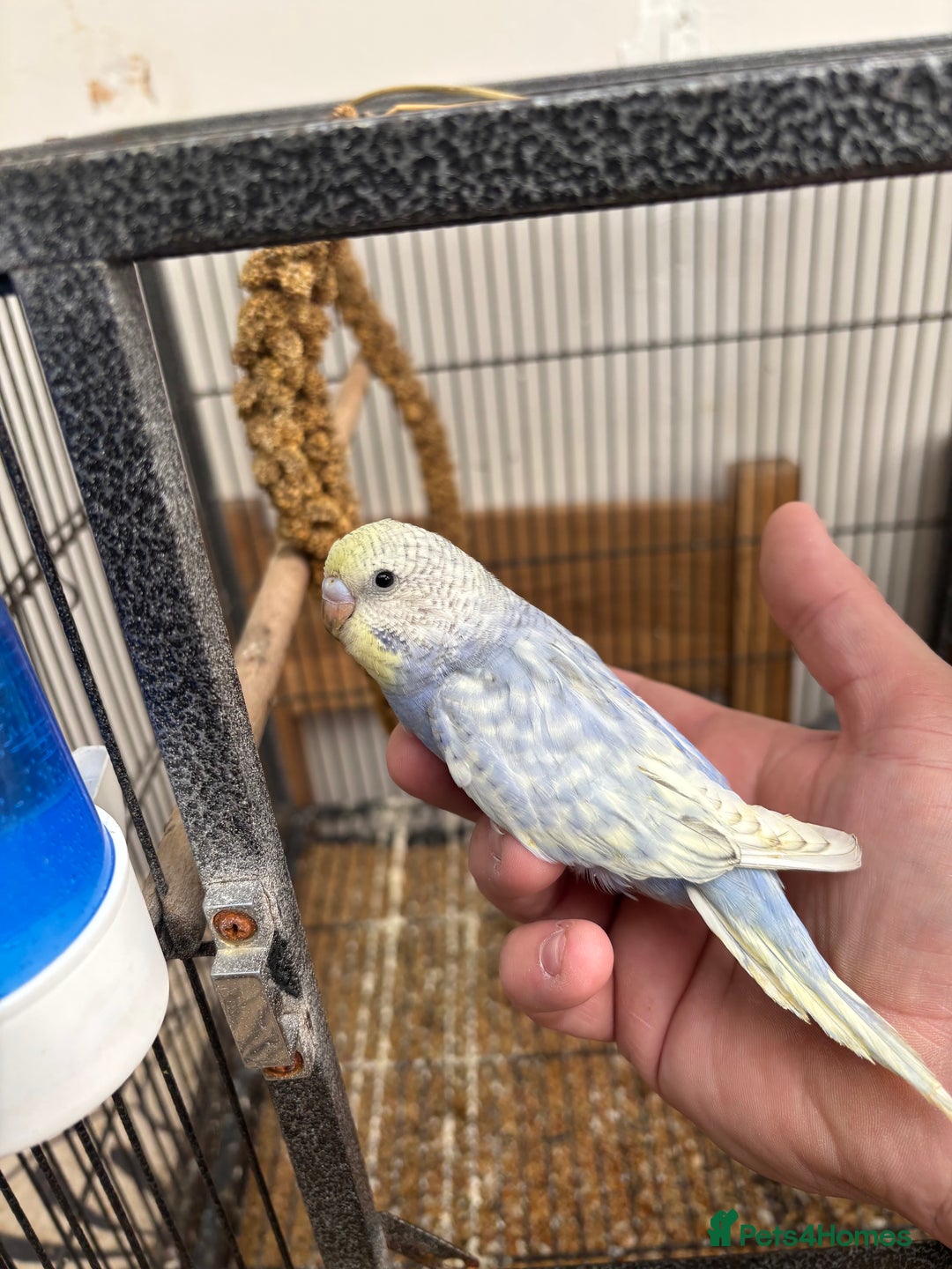 Budgerigars birds for sale: Hand reared hand tame baby budgies - Advert 7
