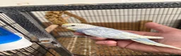 Budgerigars birds for sale: Hand reared hand tame baby budgies - Advert 7