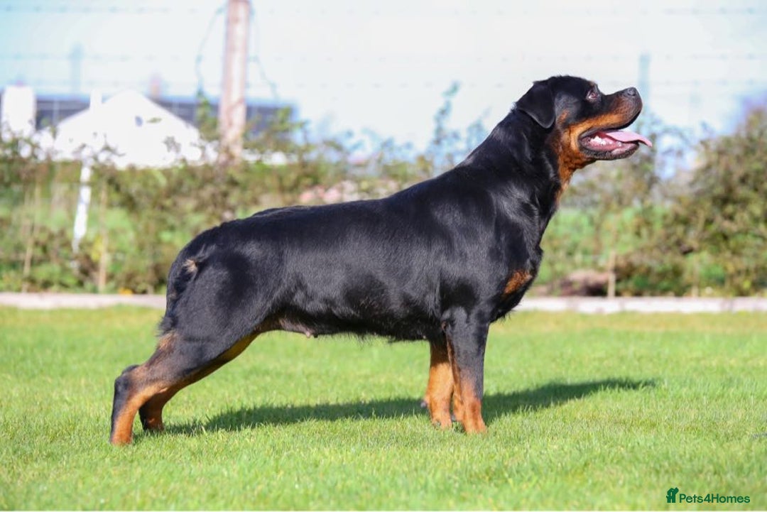 Rottweiler dogs for sale: Rottweiler pups - Advert 12