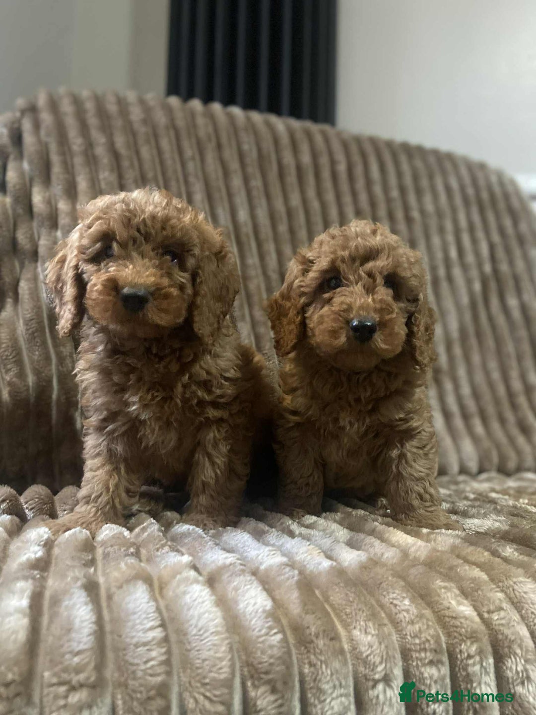 Cockapoo dogs for sale: Beautiful cockapoo’s - Image 7