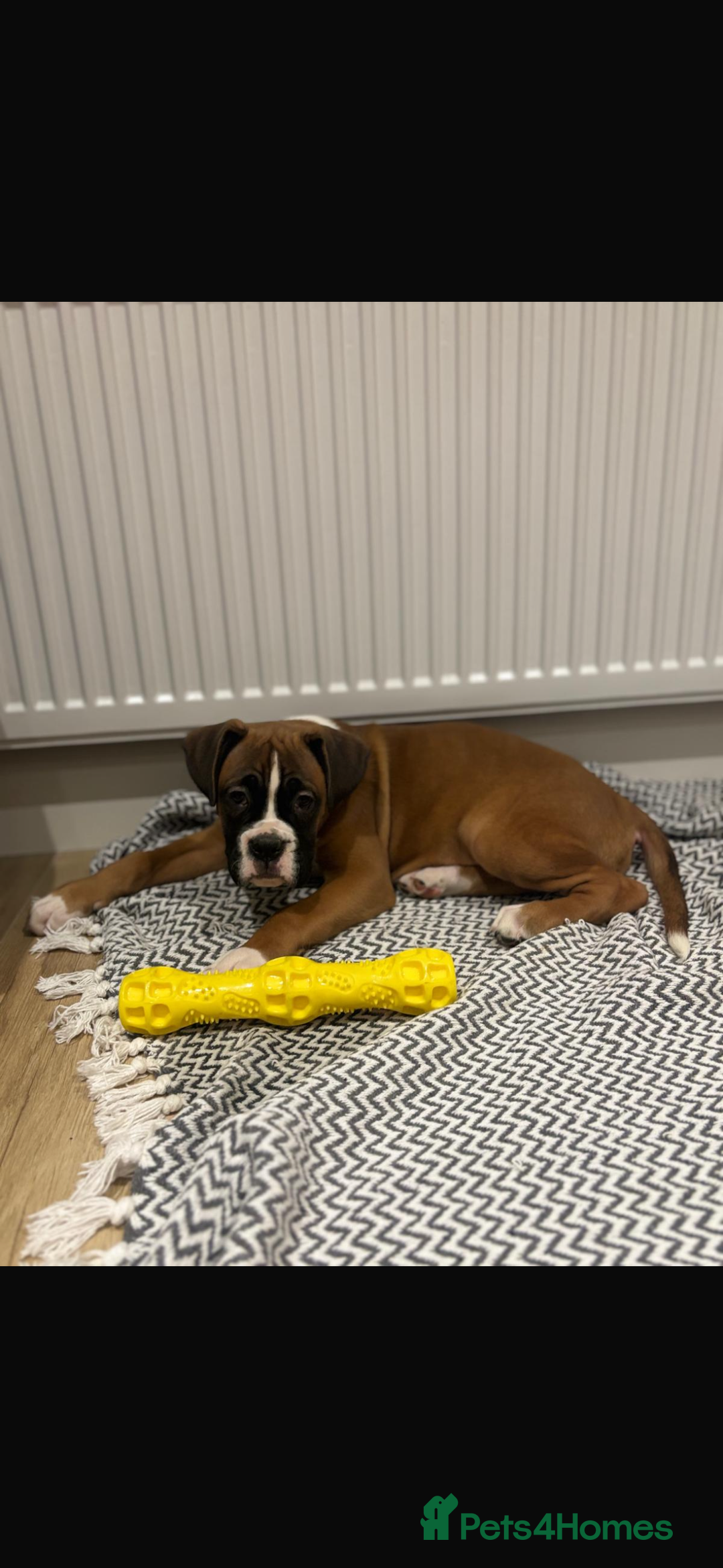 Boxer dogs for sale: Boxer puppies  - Advert 5