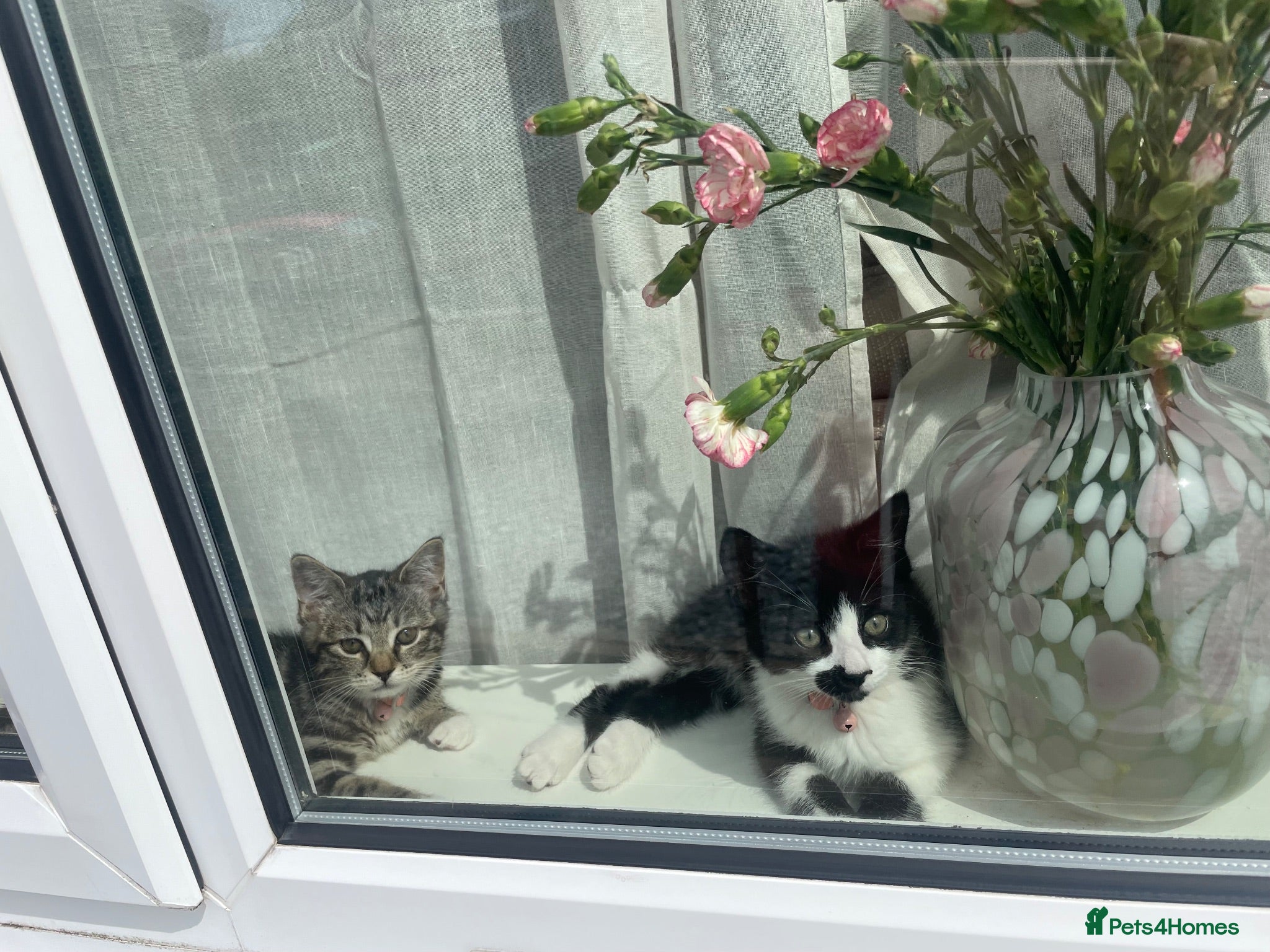 Mixed Breed cats 2 beautiful kittens  - Advert 1