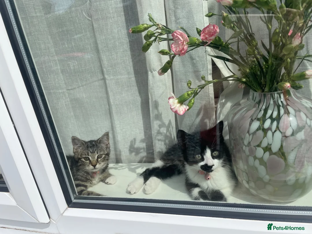 Mixed Breed cats for sale: 2 beautiful kittens  - Advert 1