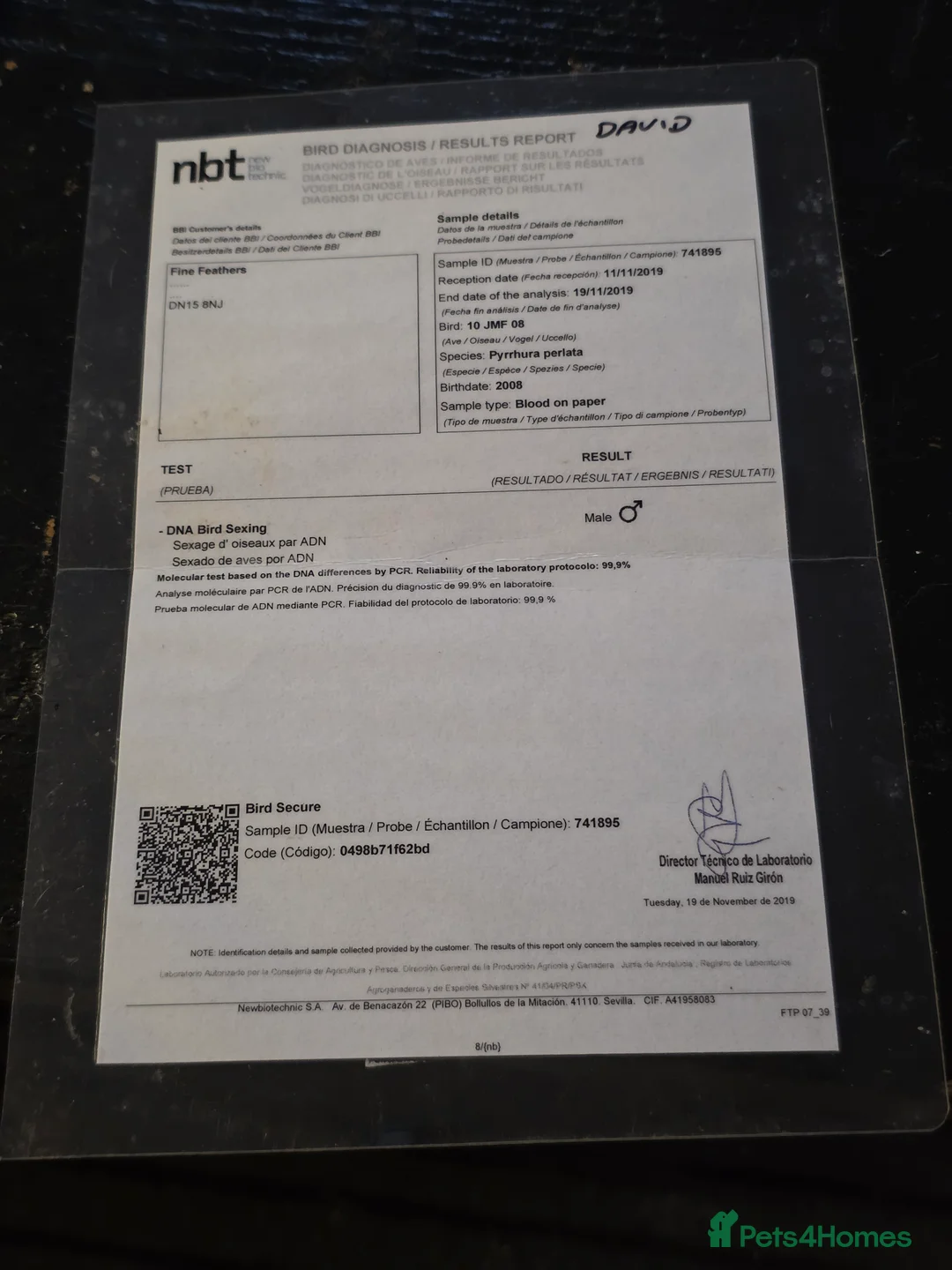 Parrots birds for sale: Pyrrhura parlate - Advert 2