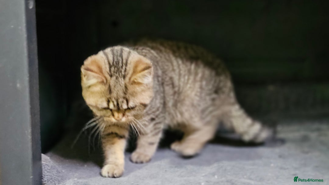 Mixed Breed cats for sale: Beautiful British Shorthair Tabby Female Kittens - Image 12