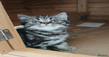 British Shorthair cats - Advert 6