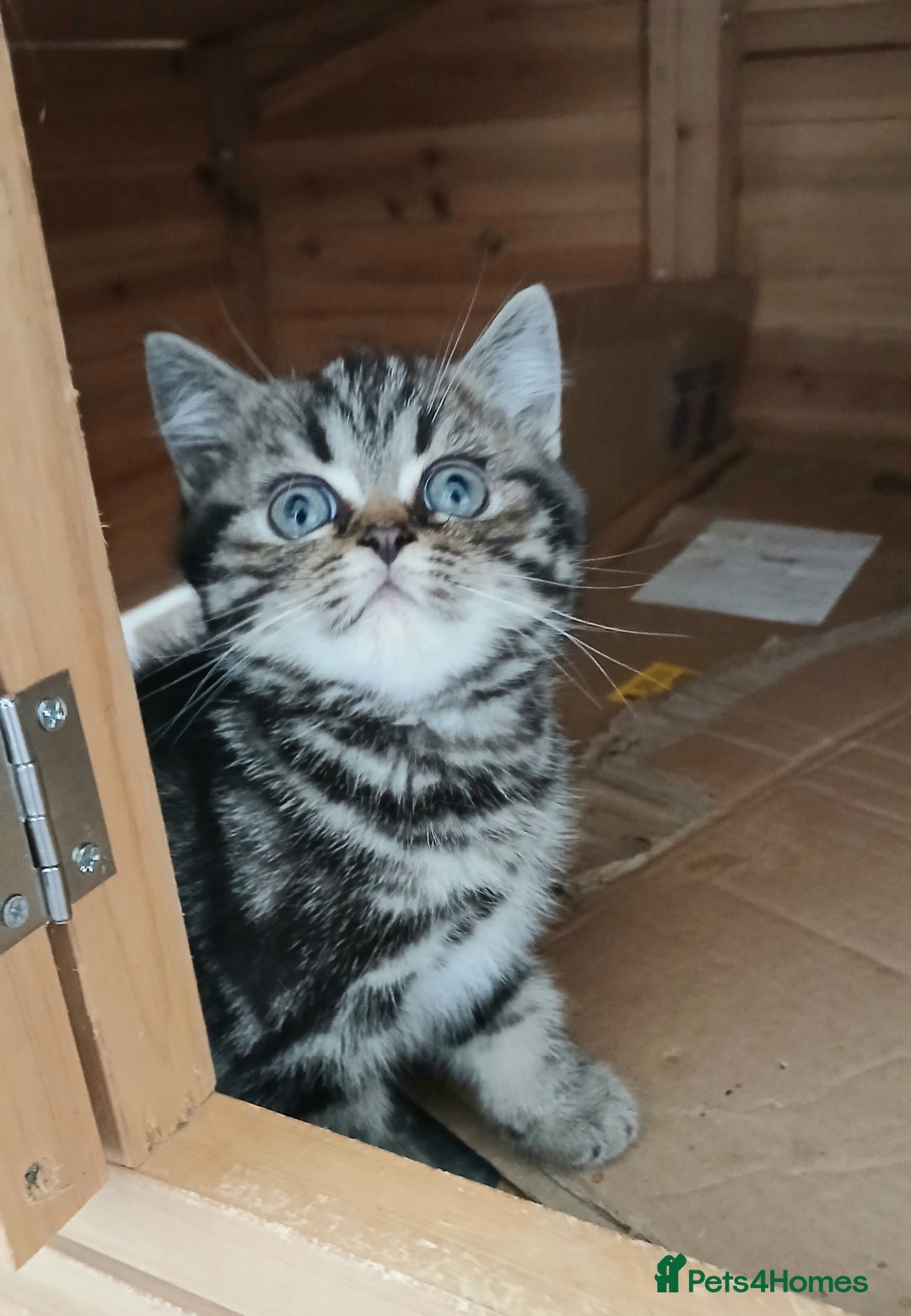 British Shorthair cats for sale: BSH. Silver/Brown Classic Tabby. - Image 3
