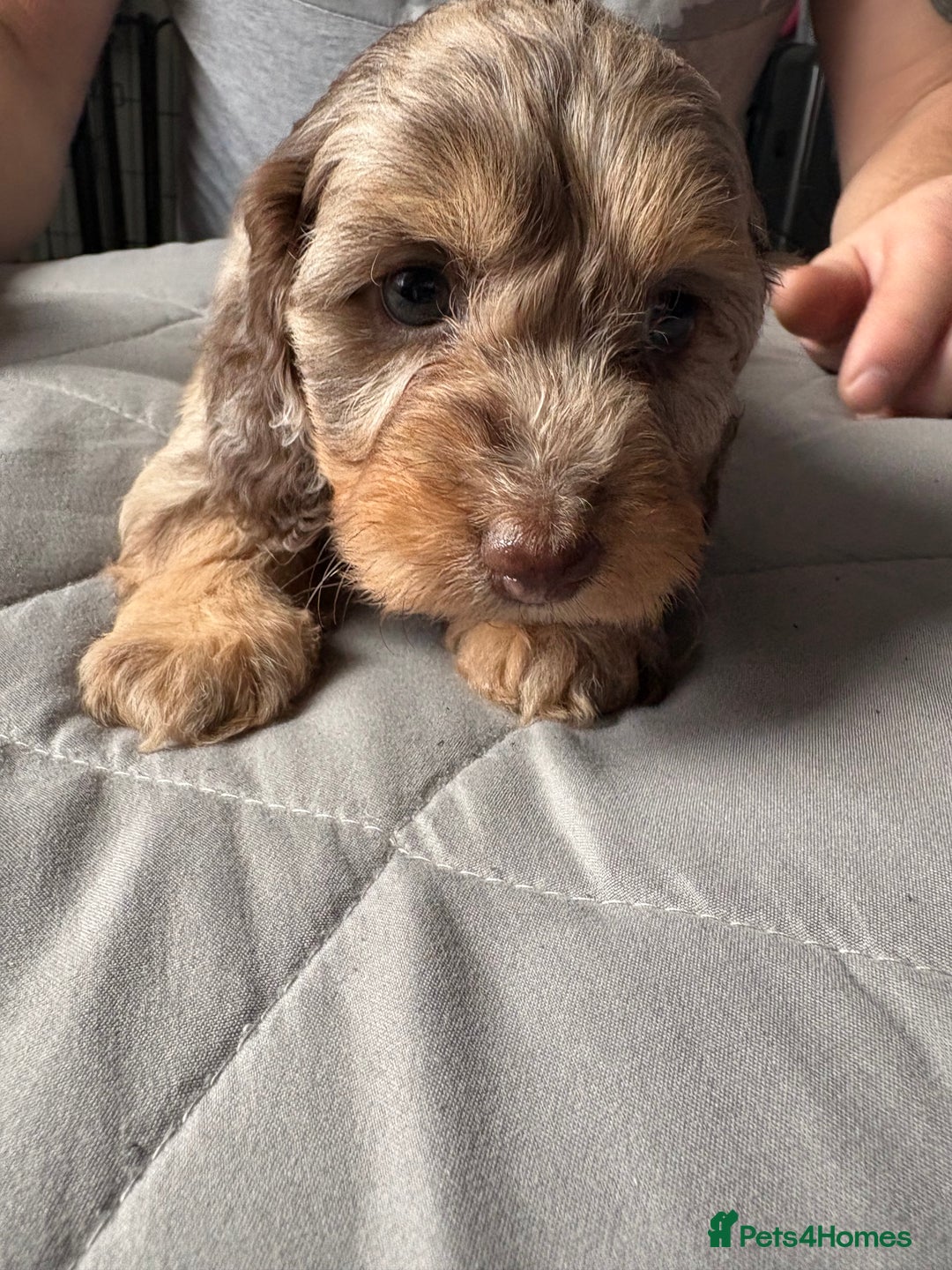 Mixed Breed dogs for sale: Dachshund x King Charles spaniel puppies for sale  - Advert 5