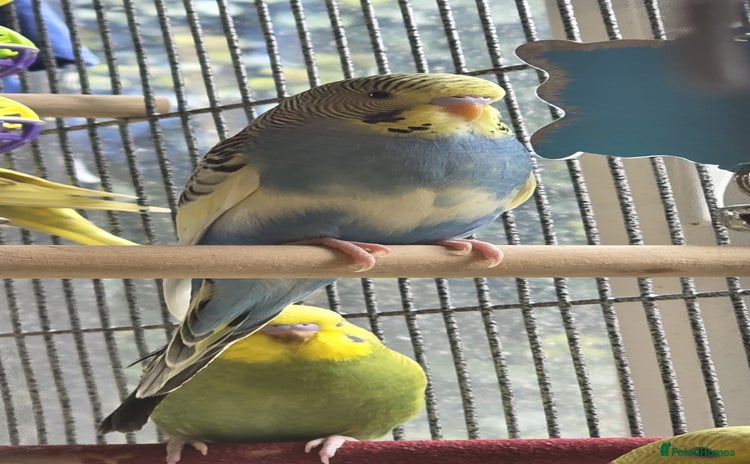Budgerigars birds - Advert 4