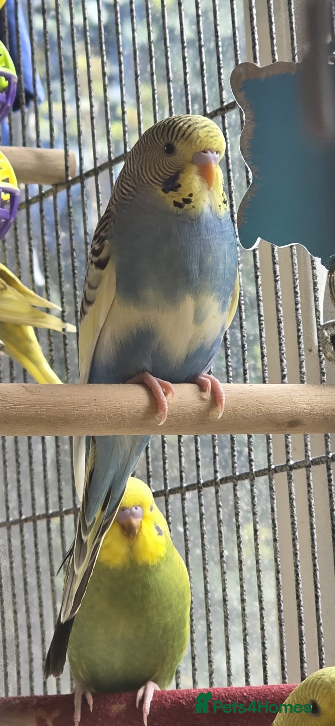 Budgerigars birds for sale: Beautiful baby budgies  - Image 1
