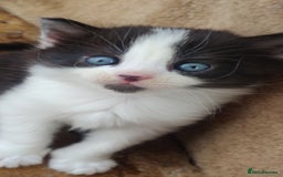Mixed Breed cats for sale: Stunning long hair kittens for sale - Image 4