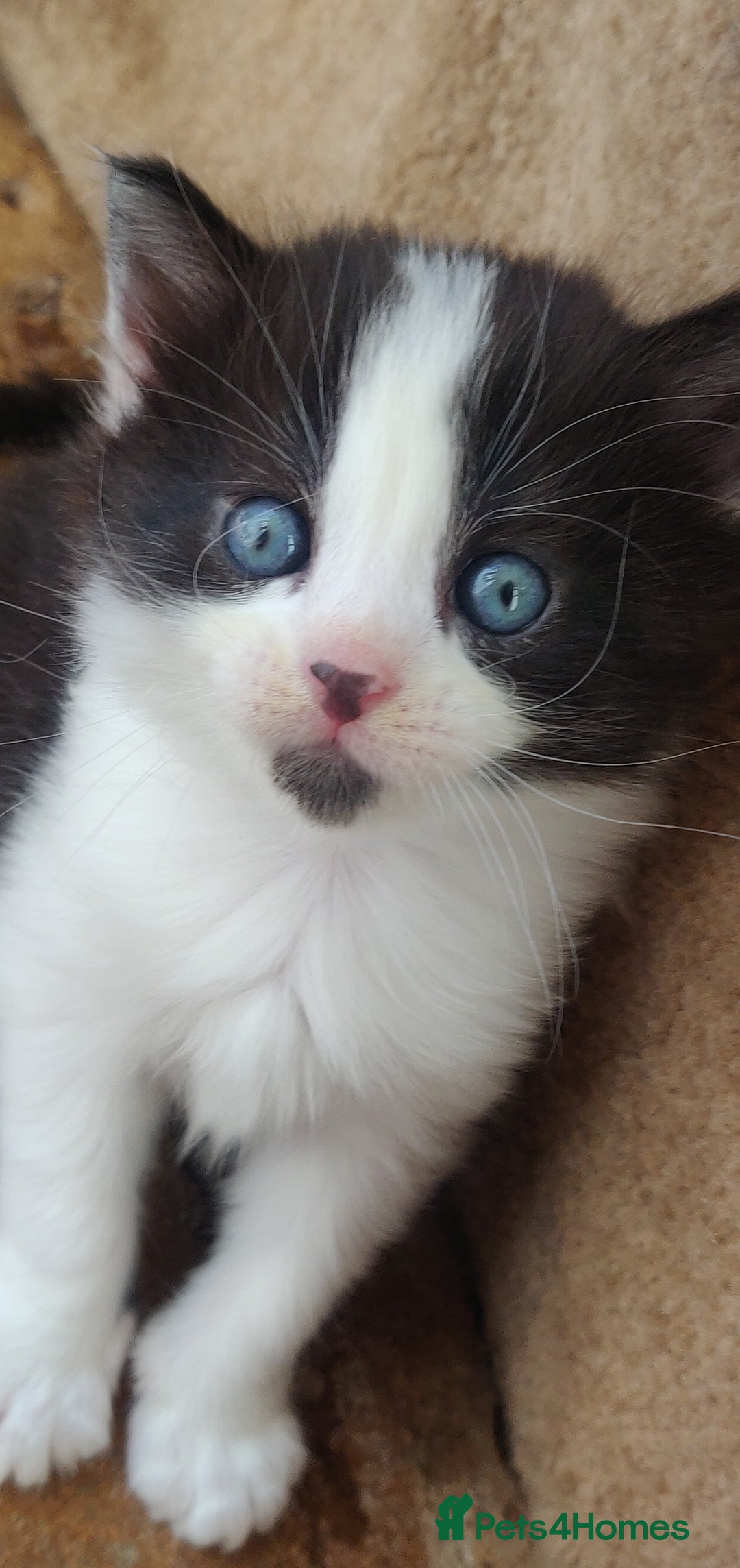 Mixed Breed cats for sale: Stunning long hair kittens for sale - Image 4