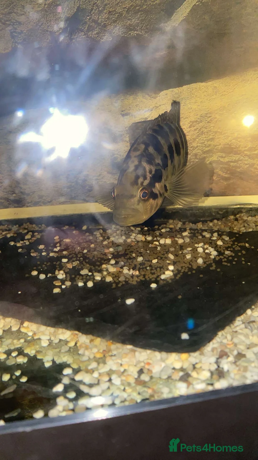 Cichlids fish for sale: 12 inch male jaguar cichlid  - Advert 4