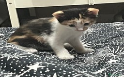 Mixed Breed cats for sale: Beautiful kittens - Image 16