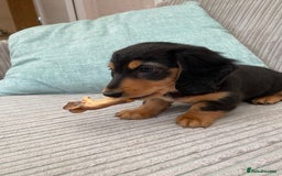 Miniature Dachshund dogs for sale: KC Reg long hair mini dachshunds “Ready now” - Image 9