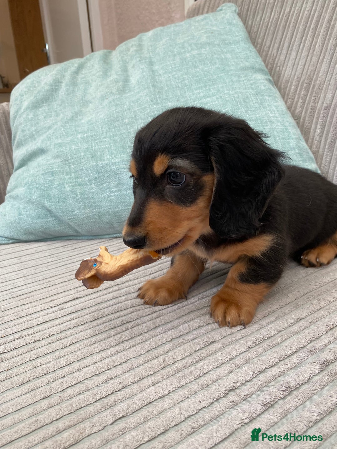 Miniature Dachshund dogs for sale: KC Reg long hair mini dachshunds “Ready now” - Image 9