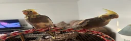 Cockatiels birds for sale: Hand-Reared Cockatiel Sibling Pair in Princes Risborough - Advert 2