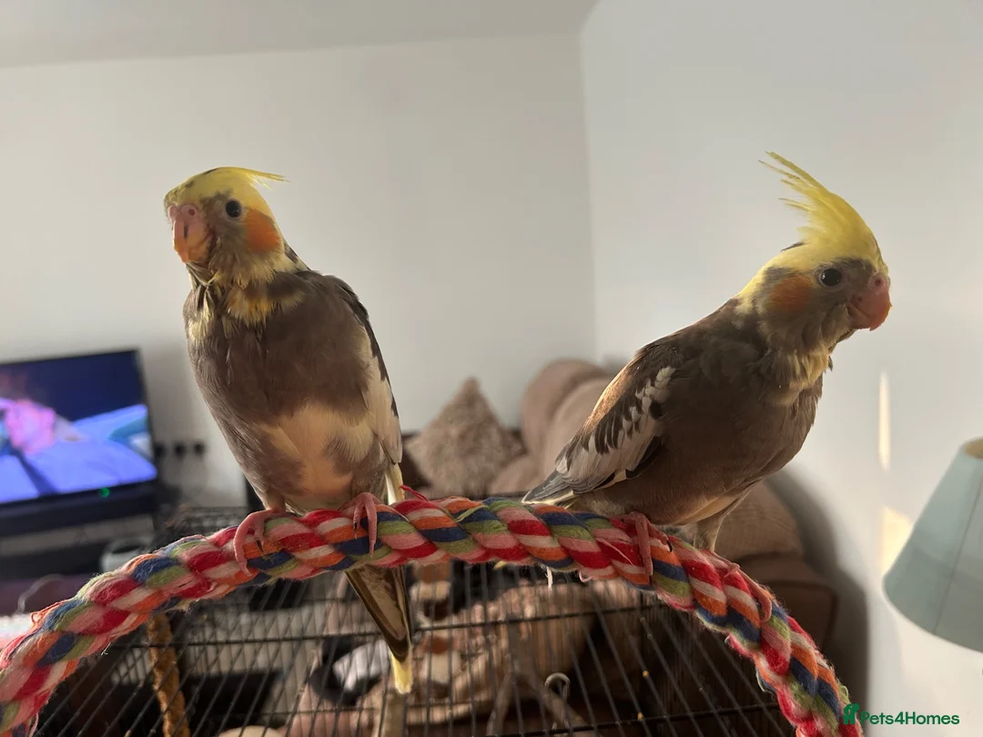 Cockatiels birds for sale: Hand-Reared Cockatiel Sibling Pair in Princes Risborough - Advert 2