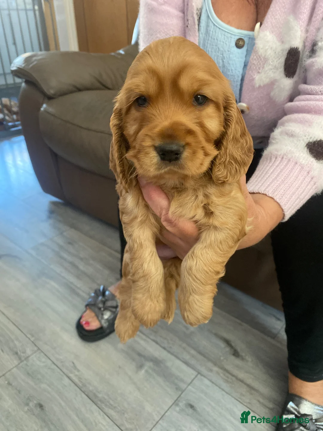Cocker Spaniel dogs for sale: Cocker spaniel Puppies in Widnes - Advert 2