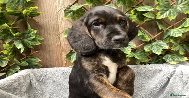 Mixed Breed dogs - Advert 1